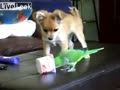 子犬-vs-インコ