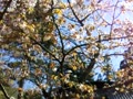 榛名神社前の桜