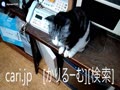 2019年1月9日猫スズ(すず)の動画。1901091923KVID0318logo.mp4